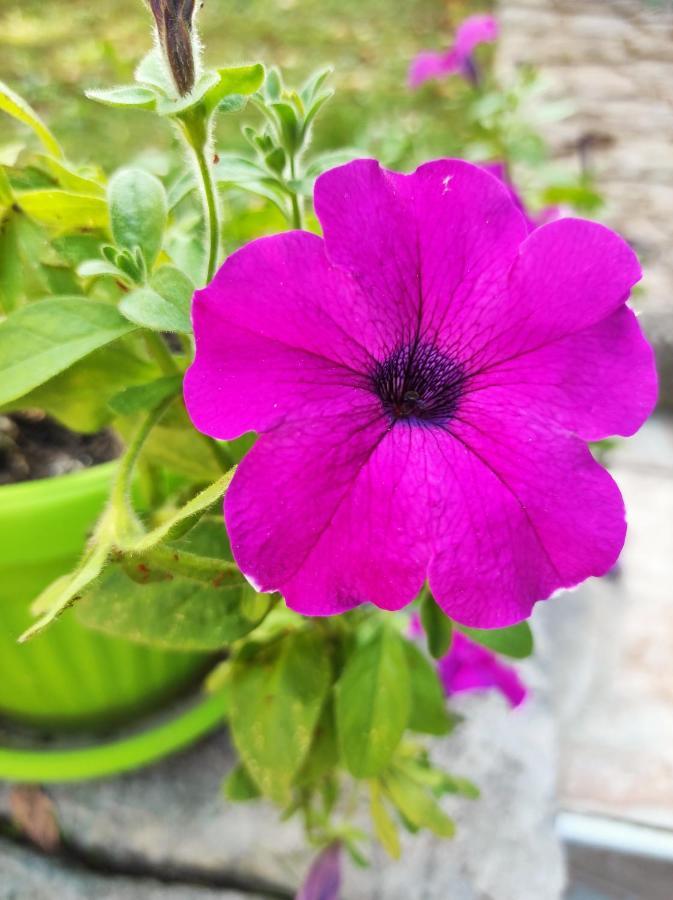 Apartman Domi Slunj Dış mekan fotoğraf